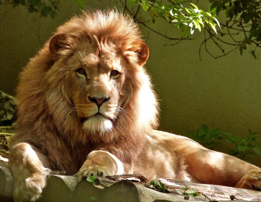 מלך האריות סרט לילדים